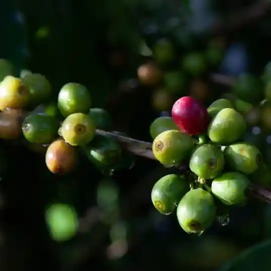 El café y la cultura